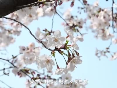 上海迎来最美樱花季 染井吉野樱大片怒放
