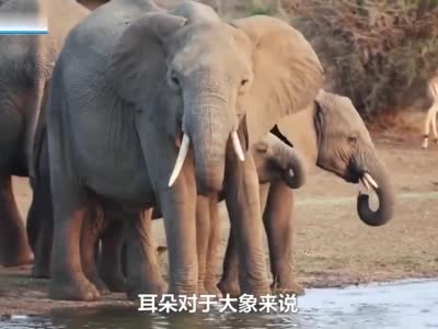 第三十八期:大象为什么长有大大的耳朵?|小小科普员