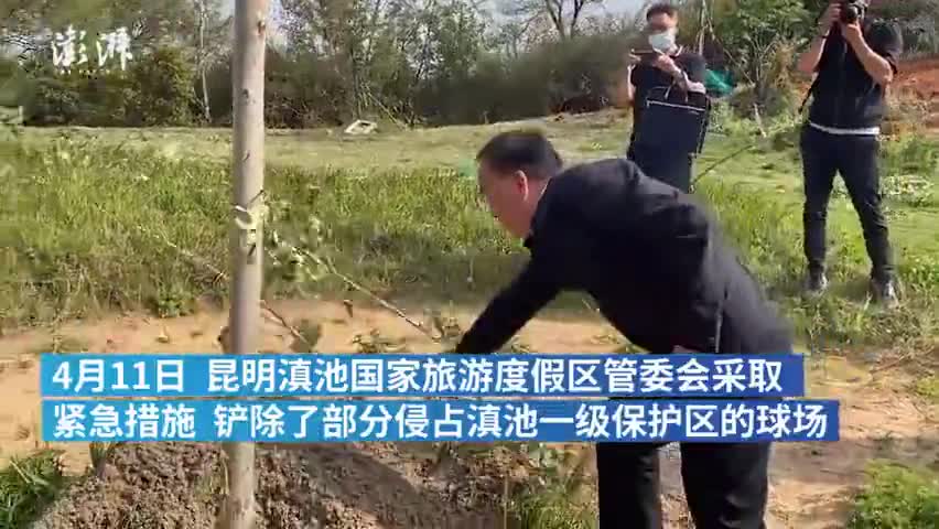 书记单手拔树后尴尬了