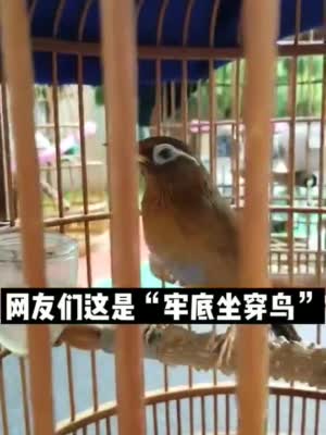 这是"牢底坐穿鸟"!绍兴7人因捕猎画眉被抓|绍兴市_新浪新闻