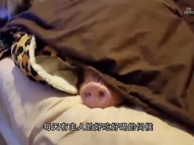 哈士奇叫猪起床, 也是够狠的, 感觉排骨被踩断了||猪