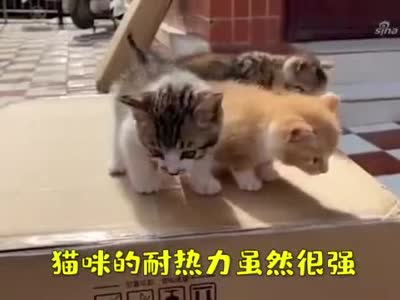 宠物养护知识猫怕热吗看完终于知道答案了