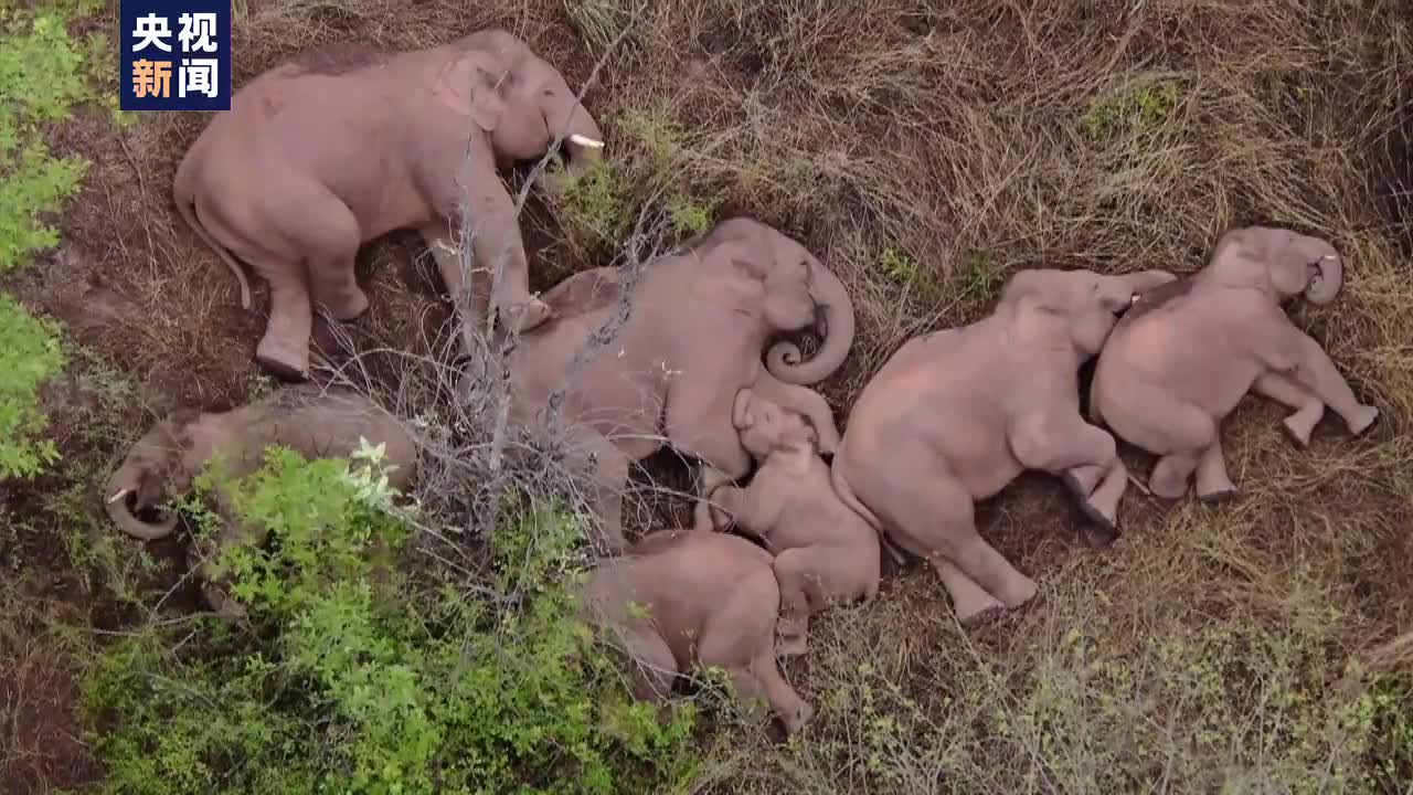 云南野象群暂停迁徙小象挤在大象中间睡觉