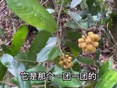 山上发现一棵香藤果,这种果子城里人有钱也难买到,很多人没见过