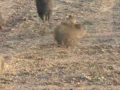 国外复合弓狩猎泛滥的野猪