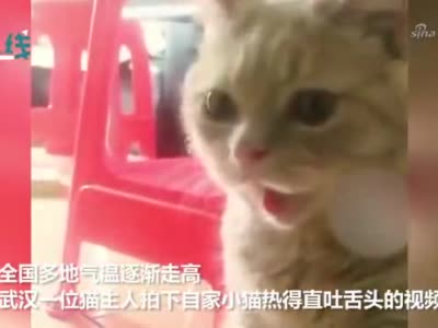 萌化天气太热把猫热成狗了直吐舌头