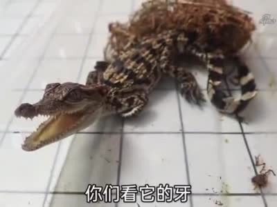 小浪哥花350块钱开箱鳄鱼宠物这小家伙可真凶猛