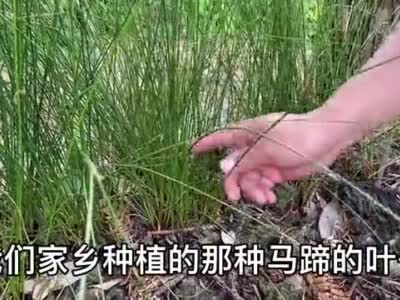 溪边长的"牙痛草"市场要80元一斤,很多人不知道,拍给大家看看