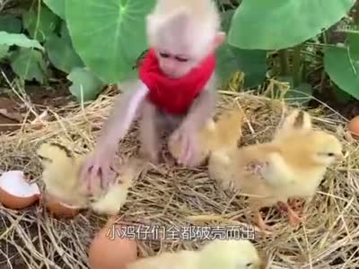 小猴子孵化鸡蛋,被小鸡仔当做妈妈,真是太好笑了