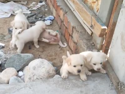 7只小奶狗玩耍无下限啊,不过真让人喜欢!
