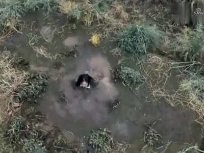 仨妈俩爸:白鸽不陷入沼泽,朋友舍命相救,自己却遭殃了