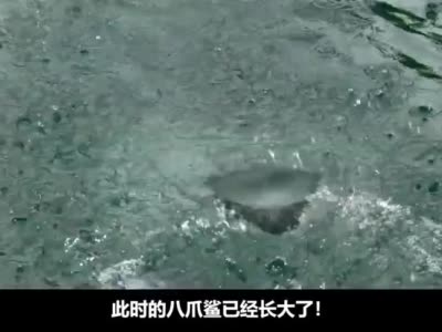 五头鲨六头鲨都是弟弟,八爪狂鲨才是爷!
