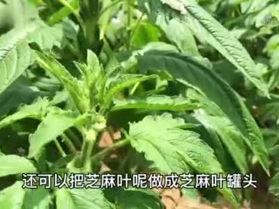 夏天多吃芝麻叶,对人的好处真不少?懂的人当宝一样摘回家