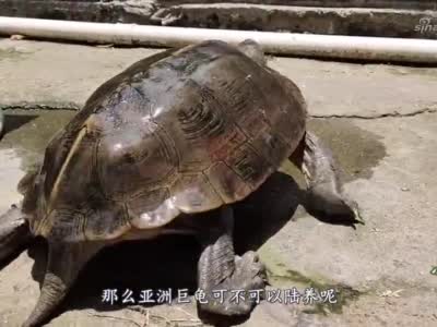 新手养亚州巨龟10问:9,亚巨龟可以陆养吗,多大可以陆养?
