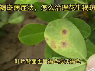 农业种植户必看:花生褐斑病症状与治理?看完就赚了