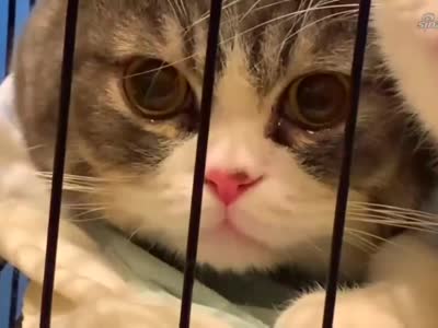 原来小猫咪难过也会掉眼泪
