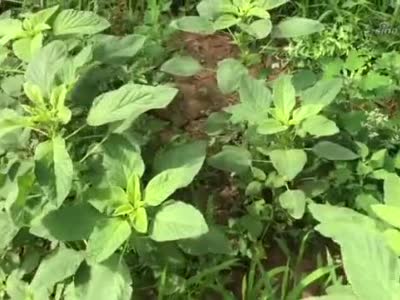农村树林里的野菜"疯了"人汉菜快一人高,被誉为高钙菜