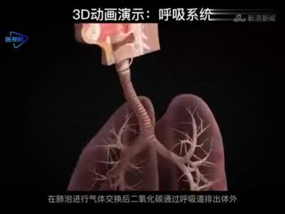 3d动画演示:呼吸系统