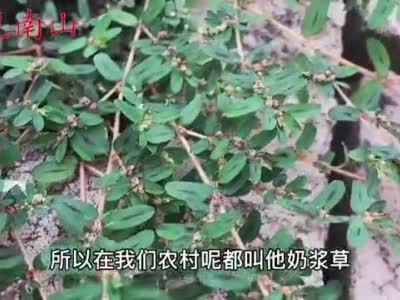 奶浆草又称"血见愁"煮水,没想到它的价值这么好?解决女性烦恼