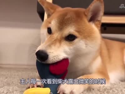 柴犬看着主人抢自己的玩具就龇牙咧嘴的,主人:活腻歪了是吧?