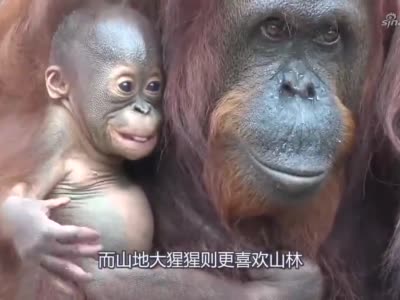 大猩猩妈妈温柔的抱着孩子,真是有妈的孩子是块宝啊!