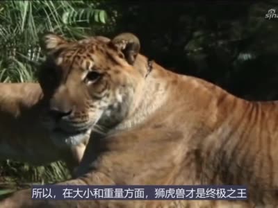 狮虎兽vs虎狮兽,谁才是最强大的杂交猫科动物?|狮虎兽