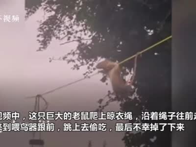 英国一大老鼠沿着晾衣绳爬到喂鸟器偷吃食物 像耍杂技