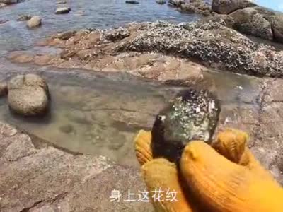 阿平赶海看见水面上有东西漂着走近一看竟然是活着的刺鲍