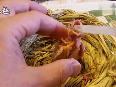 养鸟达人手养金丝雀幼鸟,真是一绝!佩服!