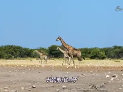 长颈鹿身上挂满了狮子,它还淡定的吃树叶,最后的结局