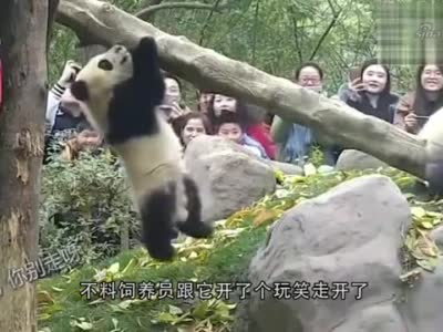 乌鸦拔熊猫的毛做窝,下一秒请憋住别笑,镜头拍下全过程