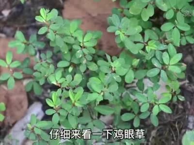 农村俗称人字草,植物用途了解下