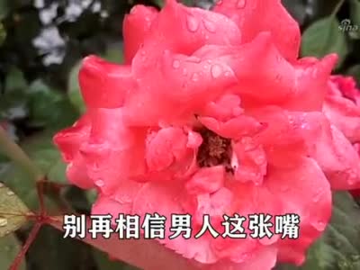 乔玲儿一首《别再相信男人这张嘴》女人听了流泪 唱碎