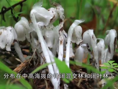 东北师大科研人员发现珍稀植物球果假水晶兰