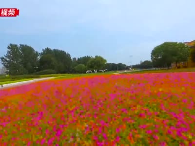 绿博园左岸花海似彩色"地毯"铺在江岸边,每一秒都惊艳!