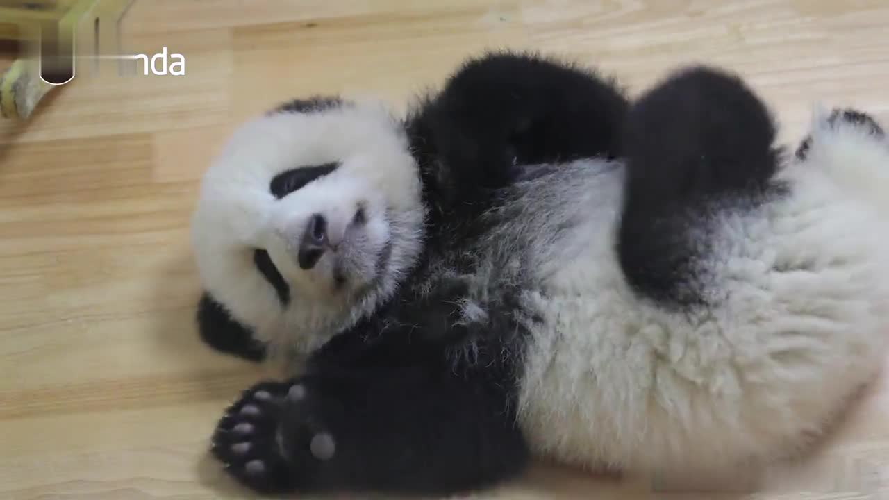 看大熊猫睡觉有多治愈