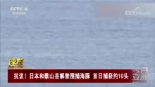 日本捕获10头海豚拟卖给水族馆