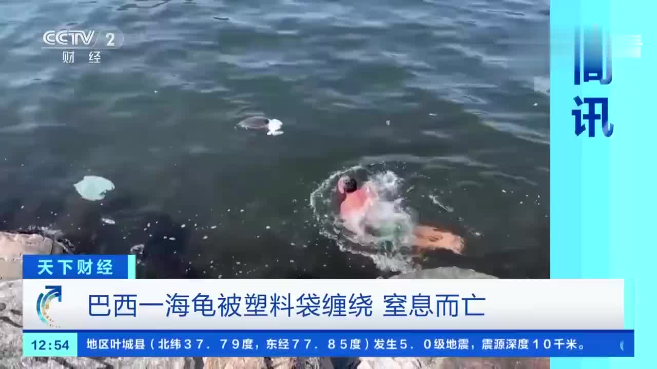 巴西1海龟被塑料袋缠绕窒息而亡