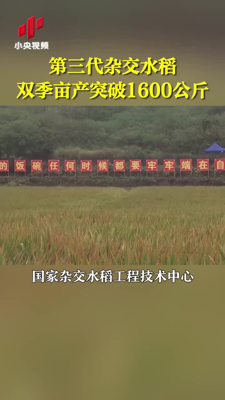 第三代杂交水稻双季亩产突破1600公斤