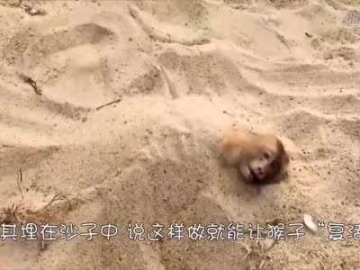 猴子埋沙子中就能"复活",这是什么原理?_新浪新闻