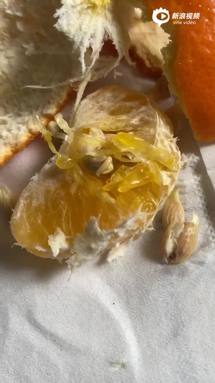 买的橘子有蛆