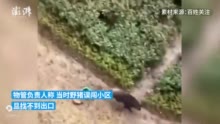 野猪误闯南京一小区找不到出口到处晃，保安报警追堵