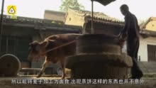 馒头是怎么来的？200秒了解馒头的历史由来