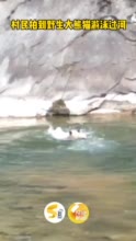 野生大熊猫游泳过河，网友：这不是下班后的冰墩墩吗？