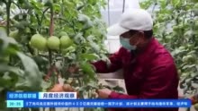 量足价稳，山东蔬菜进入产销旺季，寿光蔬菜错茬种植保生产