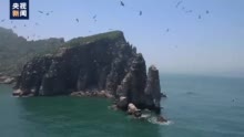 长岛万鸥翔集登录央视｜Thousands of seagulls flock to Changdao Island