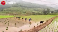 保春灌 稳粮仓｜走进四川广元苍溪白桥水库 “智慧”灌区节水增效惠百姓