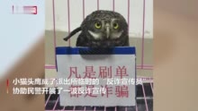 “鹰警官”上线 重庆一猫头鹰被救后开始反诈宣传