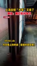 上海白蚁大军又来了！上海物业服务热线：反映白蚁问题的电话没停过