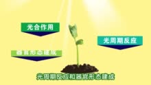 【三农词条】植物生长所需的光照是指什么？